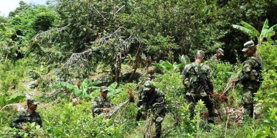 CALDAS, TERRITORIO LIBRE DE CULTIVOS IL�CITOS DURANTE CINCO A�OS
