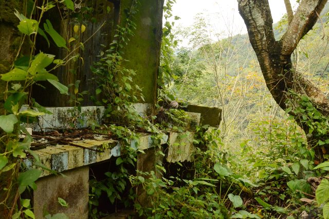 EL RETORNO DE LA SELVA EN SAMAN�