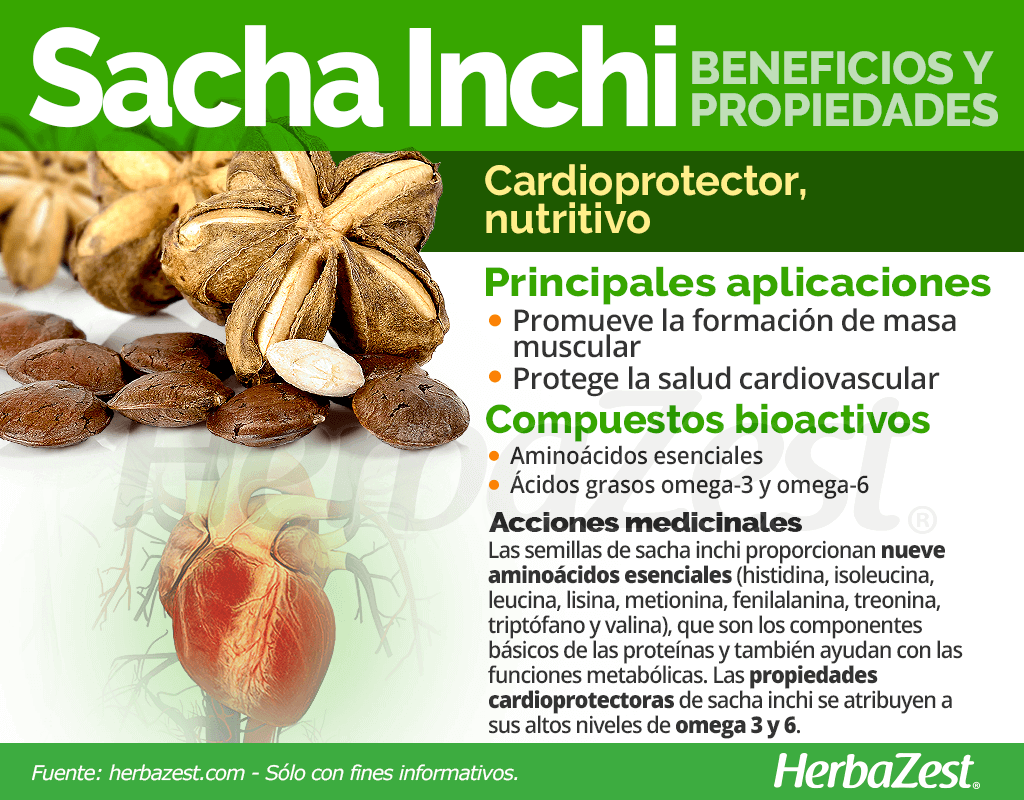 PRIMER CULTIVO DE SACHA INCHI EN SAMAN� CALDAS