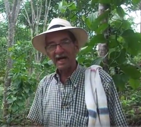 PRIMER CULTIVO DE SACHA INCHI EN SAMAN� CALDAS