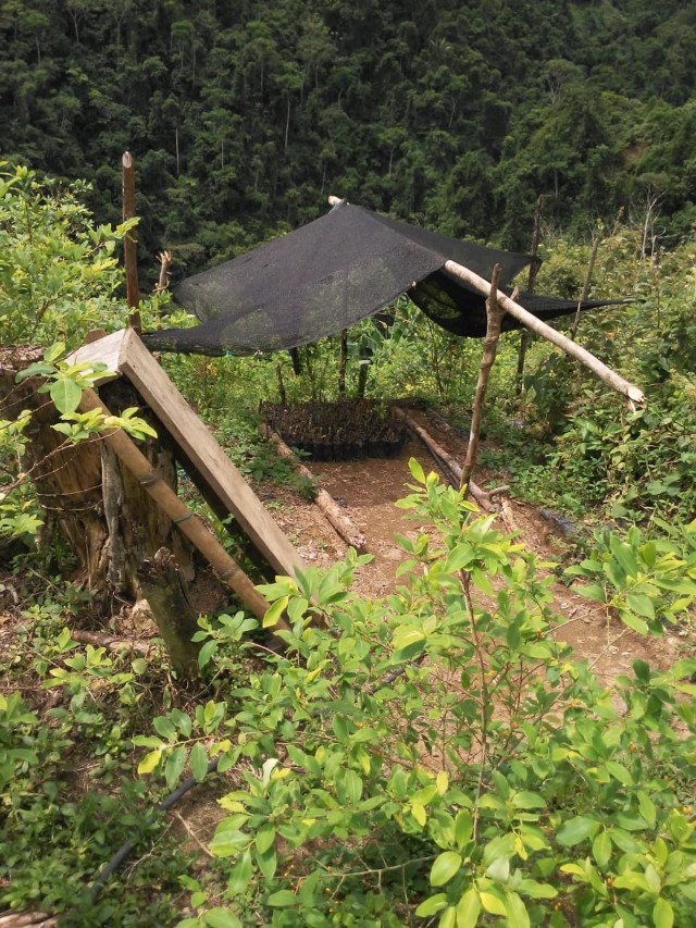 S� HAY CULTIVOS DE COCA EN CALDAS, LA PATRIA VERIFIC� DENUNCIA EN SAMAN�
