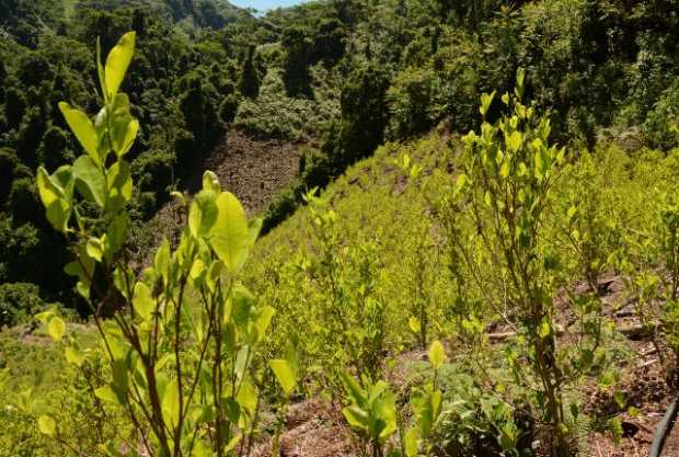 S� HAY CULTIVOS DE COCA EN CALDAS, LA PATRIA VERIFIC� DENUNCIA EN SAMAN�