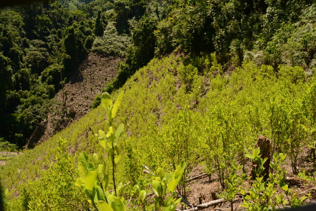 EN SAMAN� SE CANSARON Y PIDIERON APOYO A ANTIOQUIA PARA ERRADICAR CULTIVOS