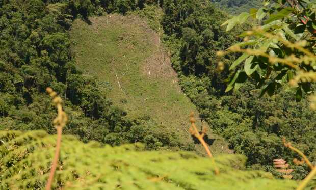 EN SAMAN� SE CANSARON Y PIDIERON APOYO A ANTIOQUIA PARA ERRADICAR CULTIVOS