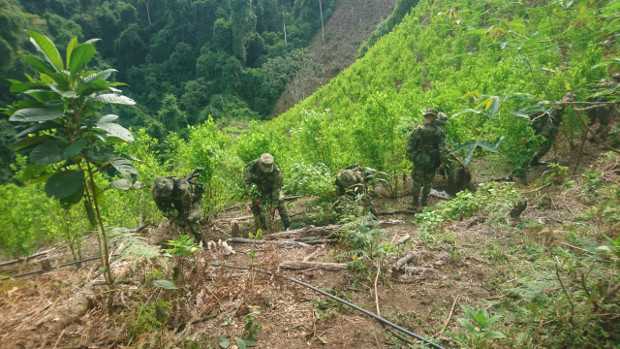 EL GURRE Y TERROR METEN MIEDO EN EL ORIENTE CALDENSE: DUE�OS DE LOS CULTIVOS DE COCA EN SAMAN�