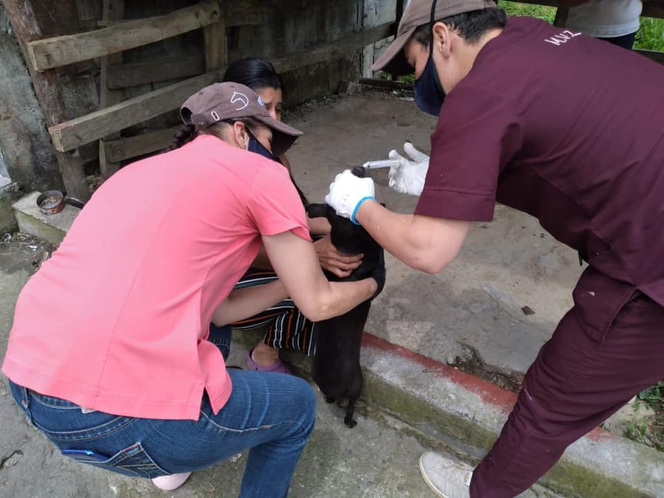 DESPARACITACI�N DE APROXIMADAMENTE 200 PERROS