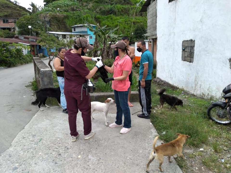 DESPARACITACI�N DE APROXIMADAMENTE 200 PERROS