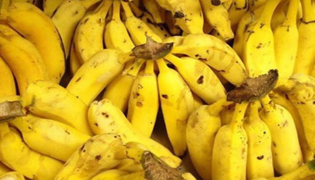 CULTIVADORES DE PLATANO Y BANANO DE SAMAN�, PROTEGIDOS CONTRA EL MOKO Y FUSARIUM