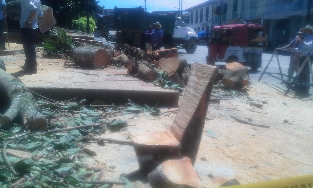 CA�DA DEL �RBOL CEIBA EN PARQUE SIM�N BOL�VAR 