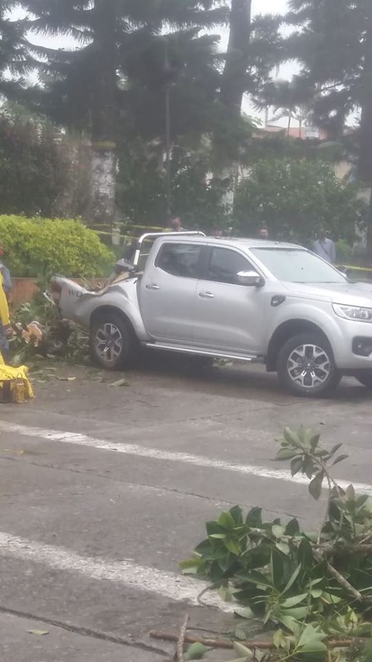CA�DA DEL �RBOL CEIBA EN PARQUE SIM�N BOL�VAR 