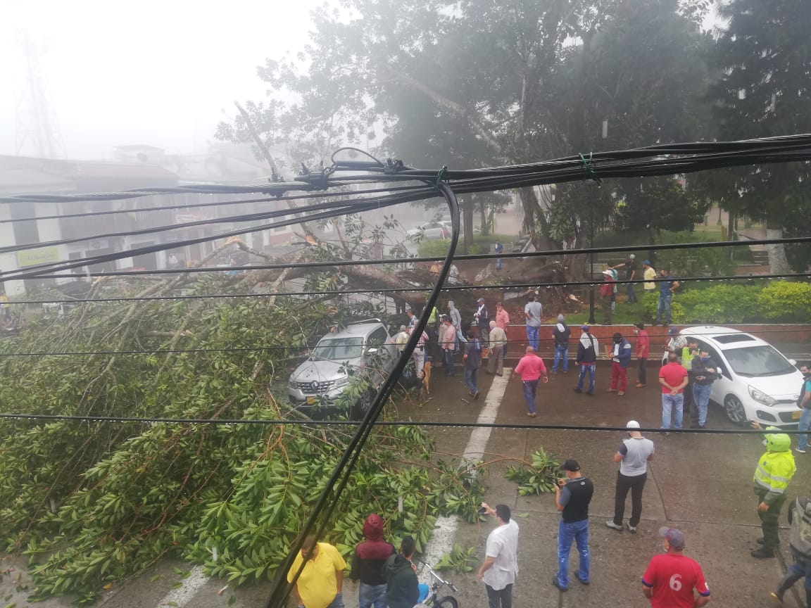 CA�DA DEL �RBOL CEIBA EN PARQUE SIM�N BOL�VAR 