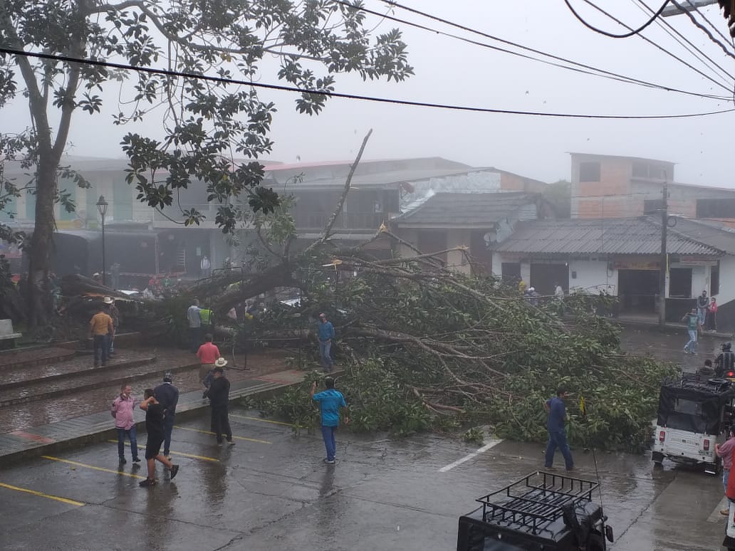 CA�DA DEL �RBOL CEIBA EN PARQUE SIM�N BOL�VAR 