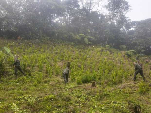 DESTRUYERON 18 MIL MATAS DE COCA EN LA VEREDA LA CEIBA FLORENCIA