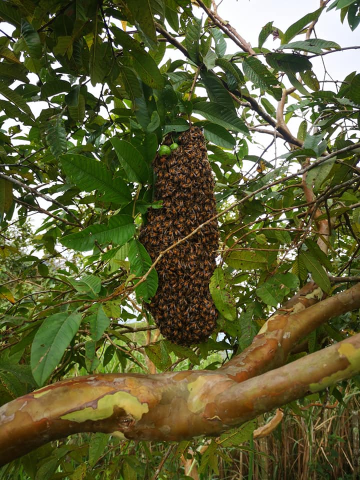 CONTROL DE ABEJAS AFRICANAS EN EL PLAN DE VILLA MAR�A