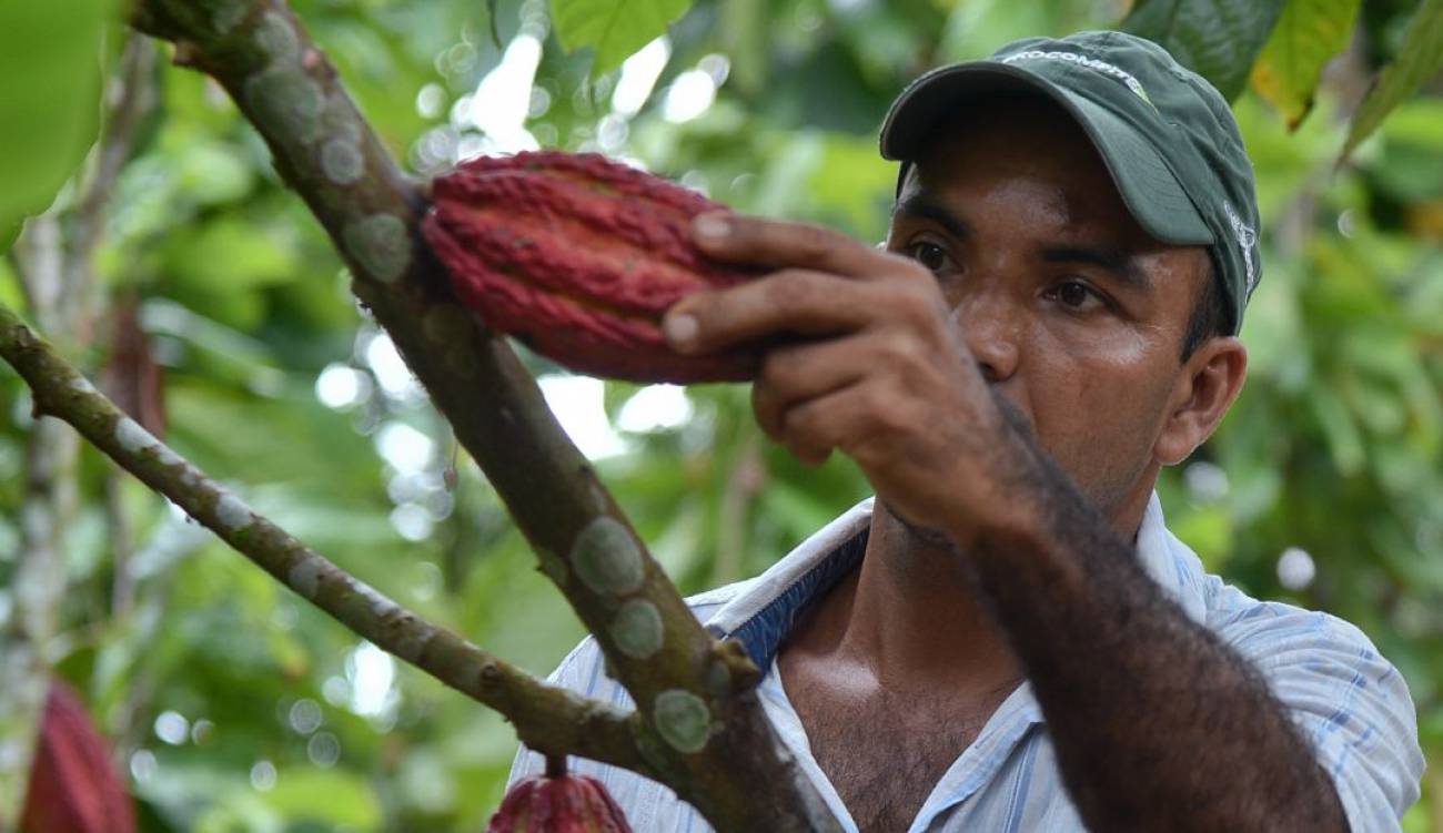 CALDAS BUSCA CONVERTIRSE EN UNA POTENCIA EXPORTADORA DE CACAO