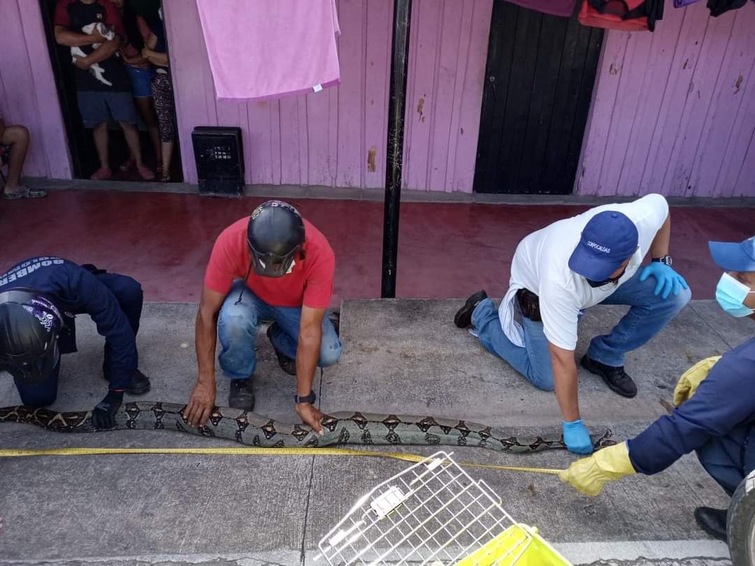 CAPTURARON UNA SERPIENTE BOA CONSTRICTOR EN ZONA URBANA DE NORCASIA