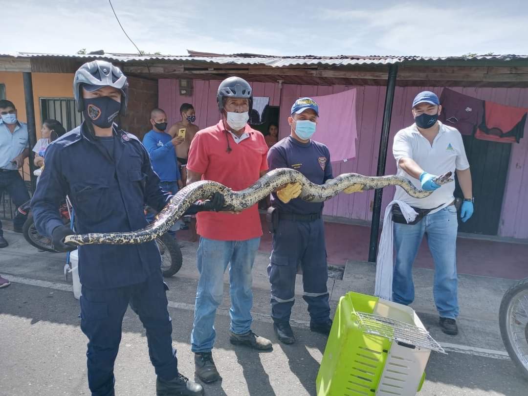 CAPTURARON UNA SERPIENTE BOA CONSTRICTOR EN ZONA URBANA DE NORCASIA