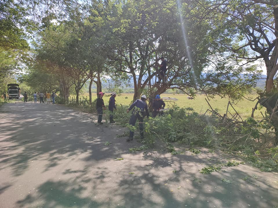 PODA DE LOS �RBOLES EN  LA VEREDA EL LLANO-VICTORIA