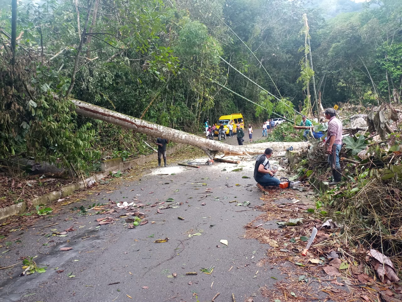 CA�DA DE �RBOLES SOBRE LA CARRETERA
