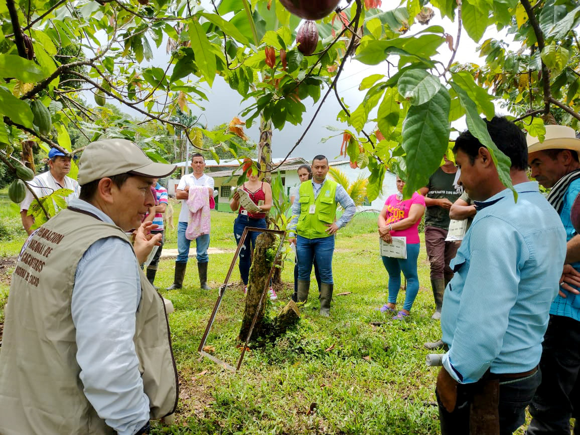  LA IMPORTANCIA DE LAS BUENAS PR�CTICAS AGR�COLAS EN EL CULTIVO DEL CACAO