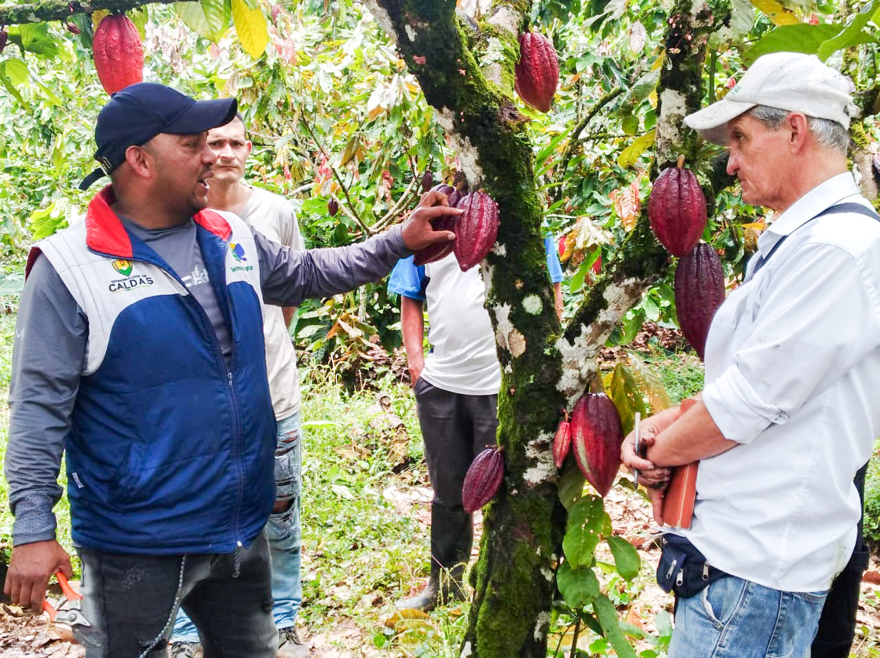  LA IMPORTANCIA DE LAS BUENAS PR�CTICAS AGR�COLAS EN EL CULTIVO DEL CACAO