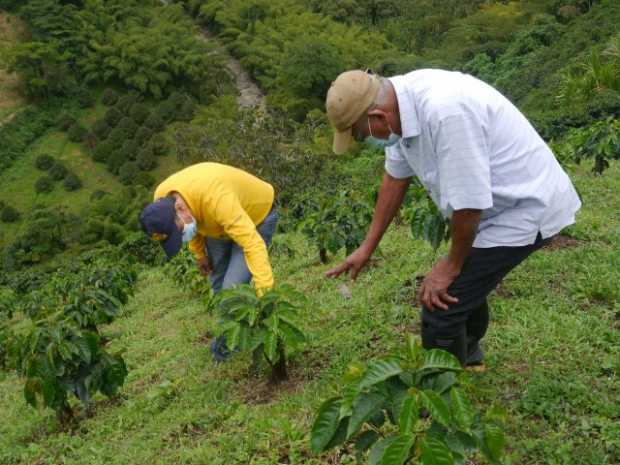 CAFICULTOR DE CHINCHIN� TRABAJA CON PARCELAS IPA