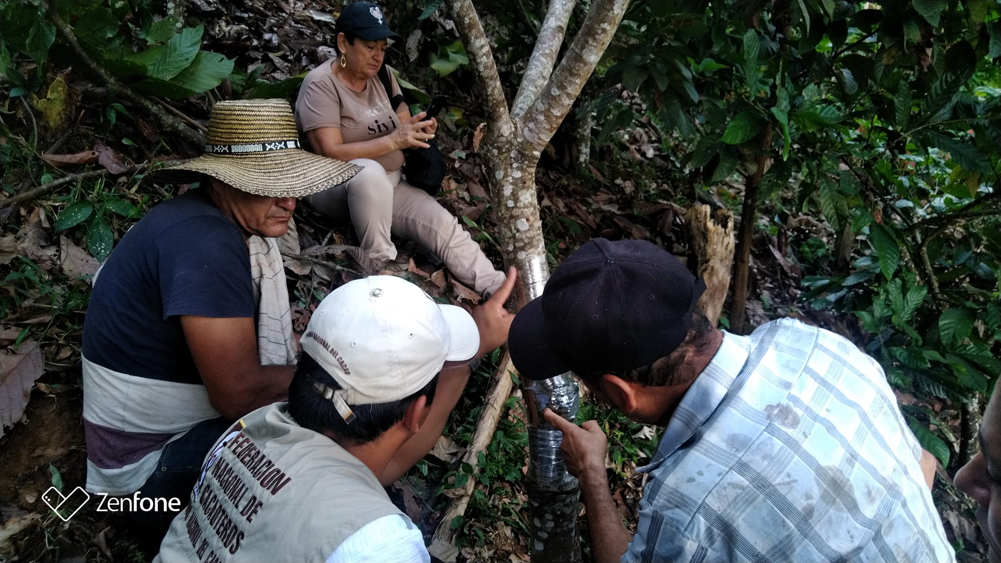 CAPACITACI�N CAMBIO DE COPA EN CACAO