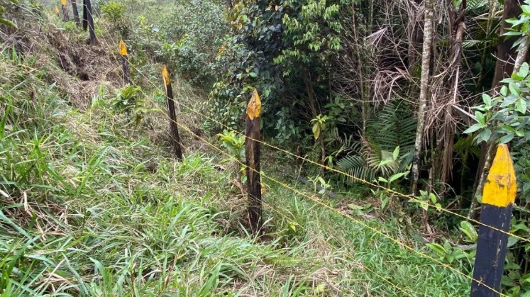 EN SAMAN� SEMBRARON �RBOLES EN ZONAS DE ABASTECIMIENTO