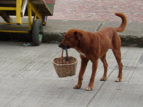 La Mascota de Penicilino - Raza parecida al L�on Samane�o