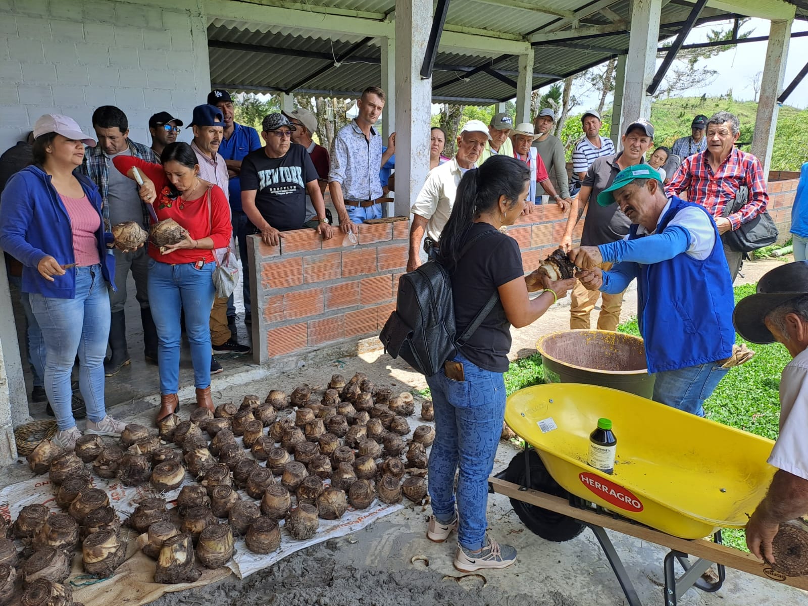 T�NEL DE PROPAGACI�N DE SEMILLA DE PL�TANO