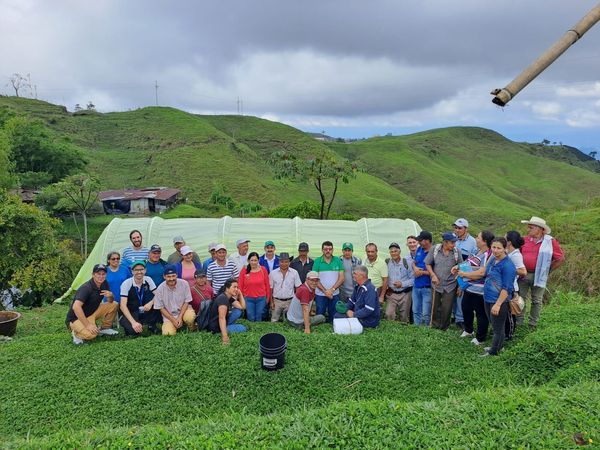 T�NEL DE PROPAGACI�N DE SEMILLA DE PL�TANO