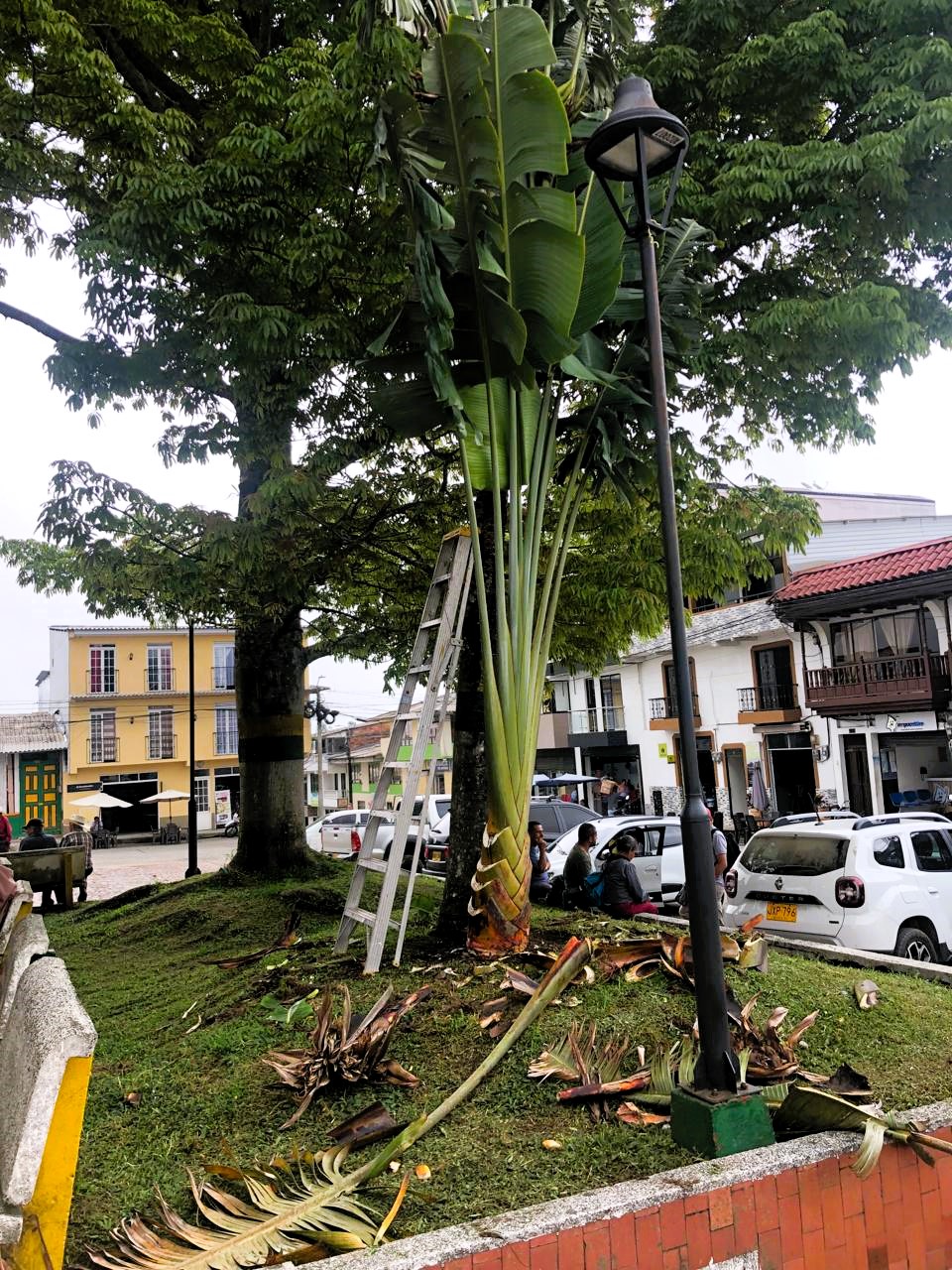 ADELANTAN JORNADA DE EMBELLECIMIENTO EN EL PARQUE PRINCIPAL DE SAMAN�