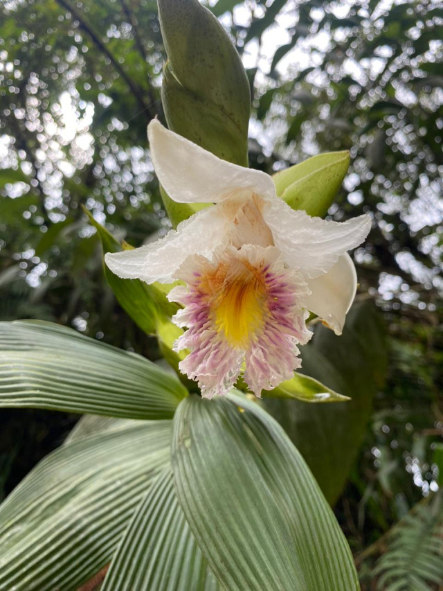 EXPLORAN LA BELLEZA DEL PNN SELVA DE FLORENCIA, ENTRE SAMAN� Y PENSILVANIA (CALDAS)