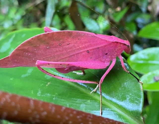EXPLORAN LA BELLEZA DEL PNN SELVA DE FLORENCIA, ENTRE SAMAN� Y PENSILVANIA (CALDAS)