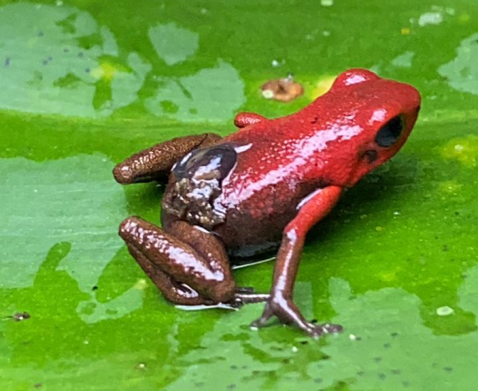 EXPLORAN LA BELLEZA DEL PNN SELVA DE FLORENCIA, ENTRE SAMAN� Y PENSILVANIA (CALDAS)