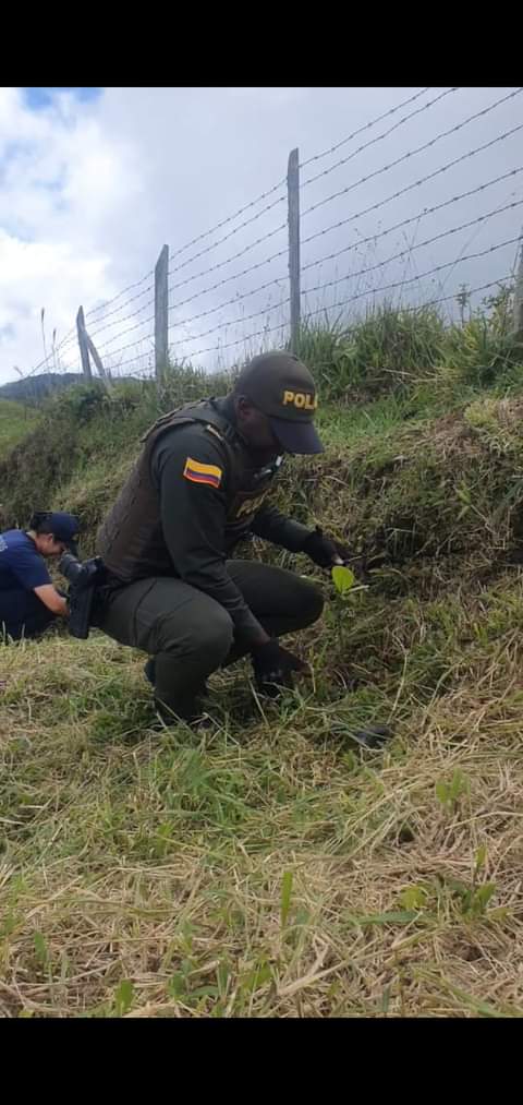 REFORESTACI�N LLAMADA SIEMBRA UN �RBOL, SIEMBRA CONCIENCIA