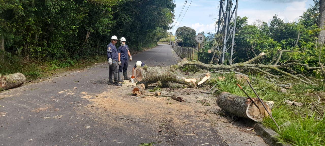 �RBOL CA�DO ENTRE VICTORIA Y SAMAN�