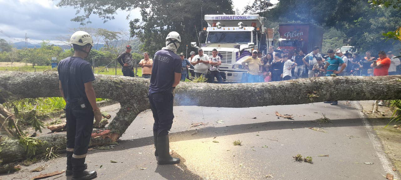 �RBOL CA�DO ENTRE VICTORIA Y SAMAN�