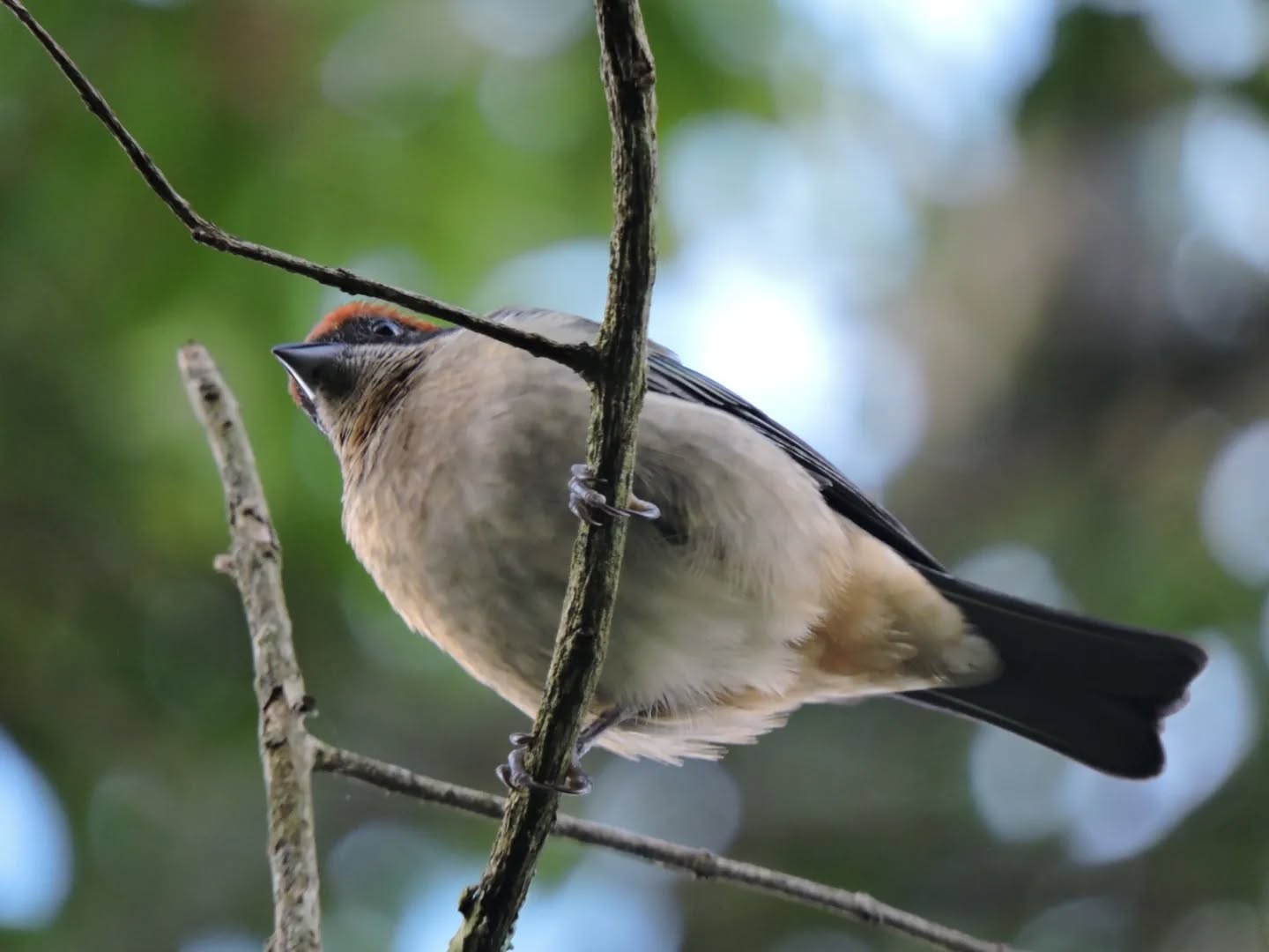 GLOBAL BIG DAY FLORENCIA