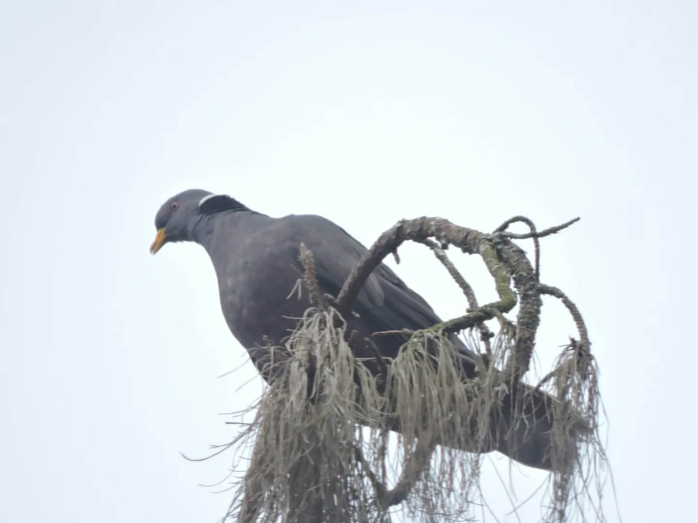 GLOBAL BIG DAY FLORENCIA