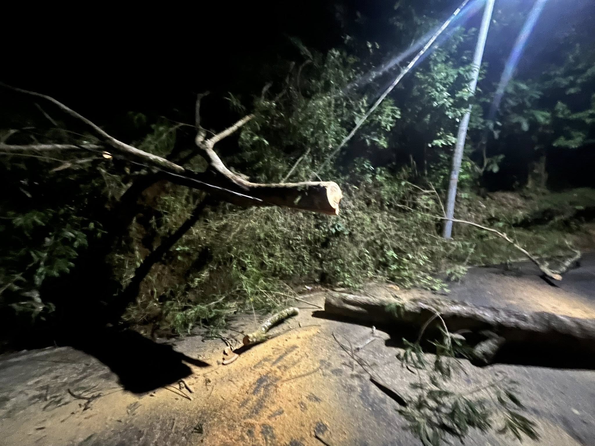 UN �RBOL DE GRAN TAMA�O CAY� SOBRE LA V�A PRINCIPAL QUE CONDUCE VICTORIA -  SAMAN�. 