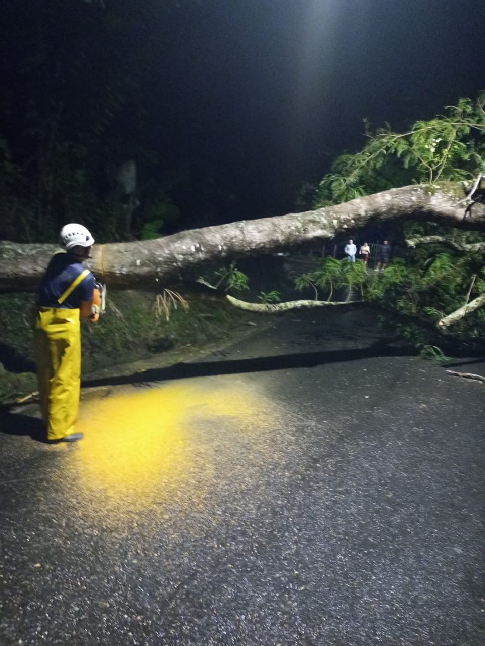UN �RBOL DE GRAN TAMA�O CAY� SOBRE LA V�A PRINCIPAL QUE CONDUCE VICTORIA -  SAMAN�. 