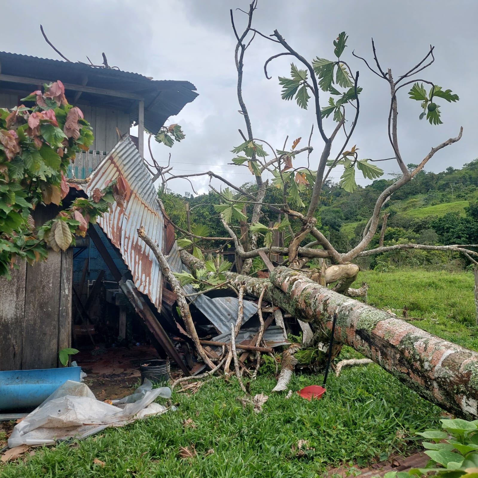 FAMILIA DE LA VEREDA TARROPINTADO SUFRI� DA�OS EN SU VIVIENDA DEBIDO A LA CA�DA DE UN �RBOL