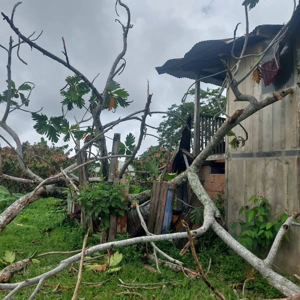 FAMILIA DE LA VEREDA TARROPINTADO SUFRI� DA�OS EN SU VIVIENDA DEBIDO A LA CA�DA DE UN �RBOL