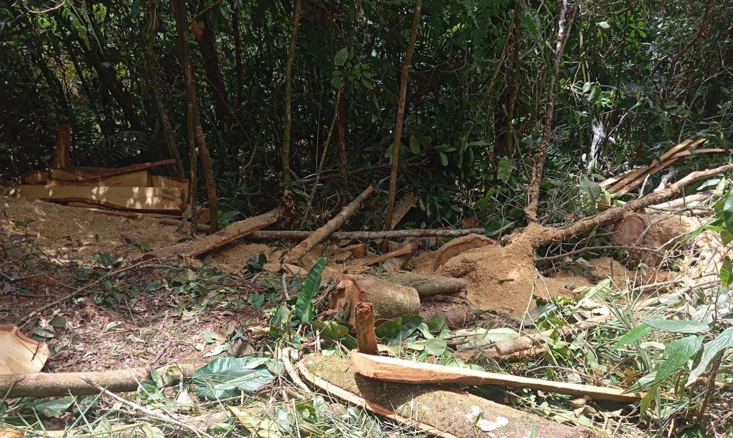 TRES CAPTURADOS POR TALA ILEGAL