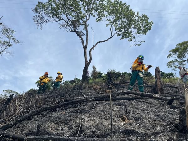 INCENDIOS EN LAS VEREDAS DE MAS�AS Y SEGOVIA.